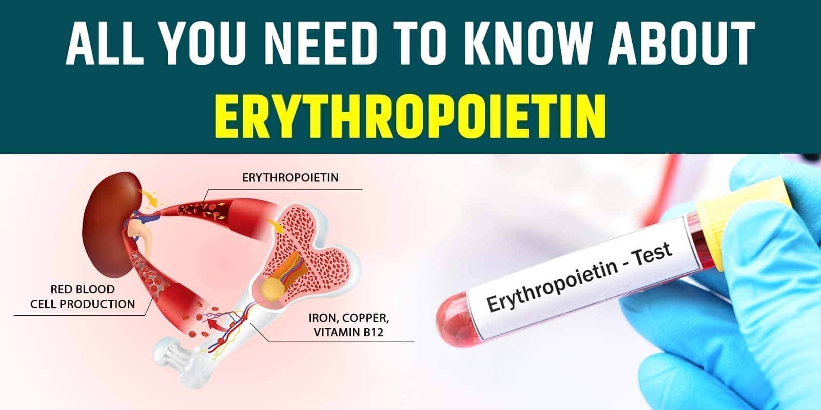 All You Need to Know About Erythropoietin